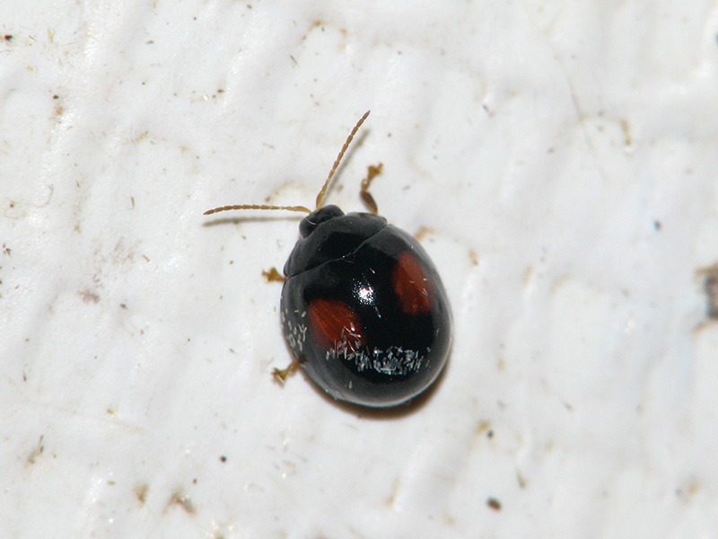 ヘリグロテントウノミハムシ Argopistes Coccinelliformis 夜間飛行 灯火にあつまる秋田県の昆虫