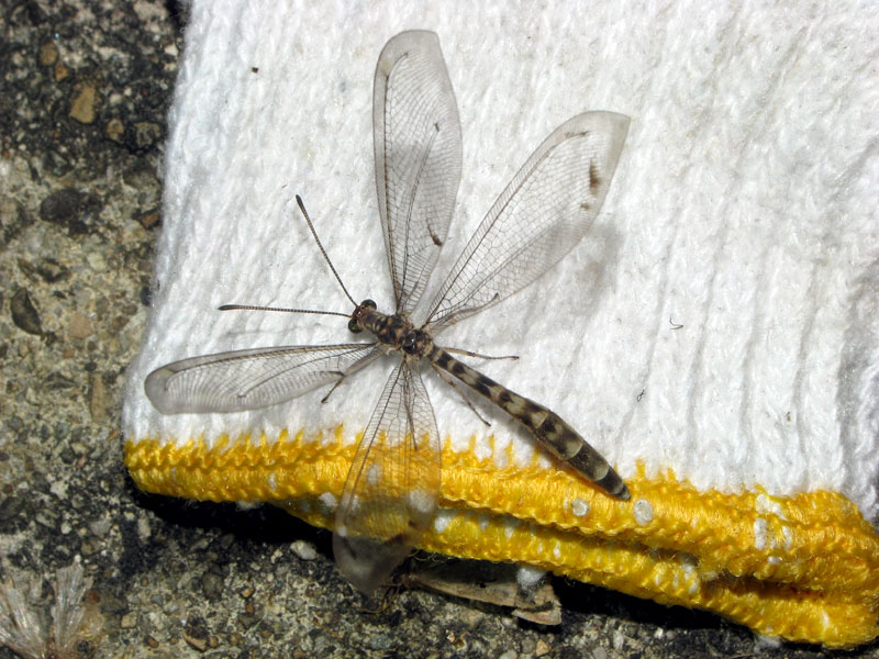 ホシウスバカゲロウ Paraglenurus Japonicus 夜間飛行 灯火にあつまる秋田県の昆虫