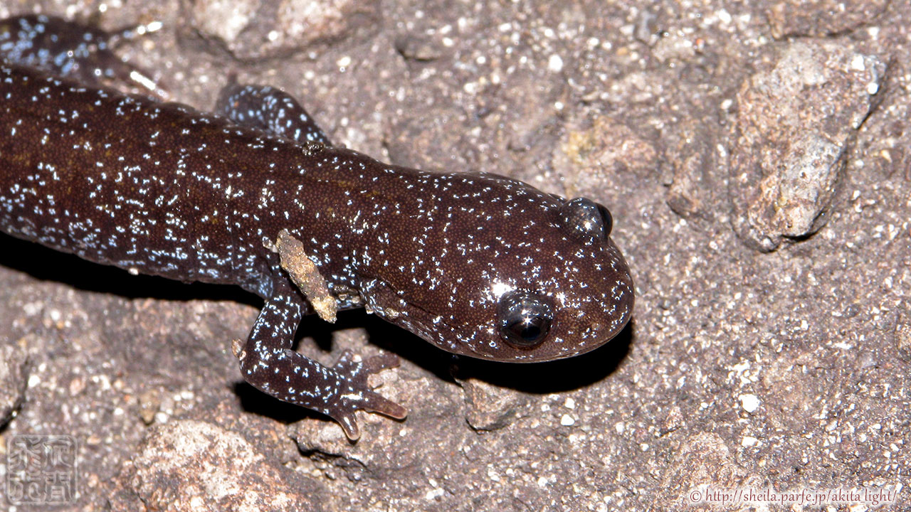 クロサンショウウオ Japanese Black Salamander Japaneseclass Jp